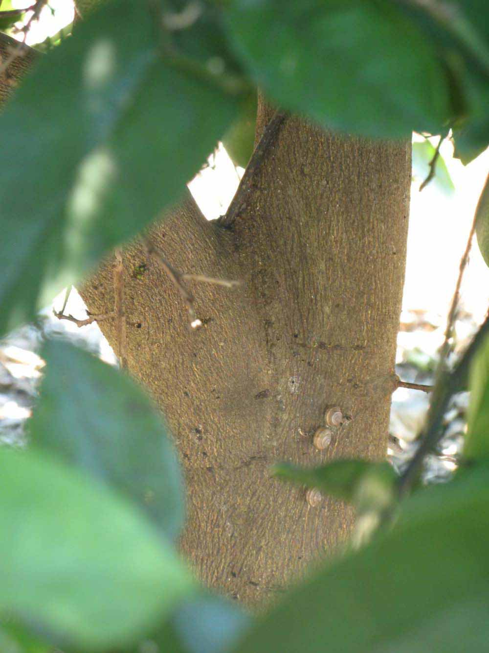              Bark (Winter Haven, FL)       